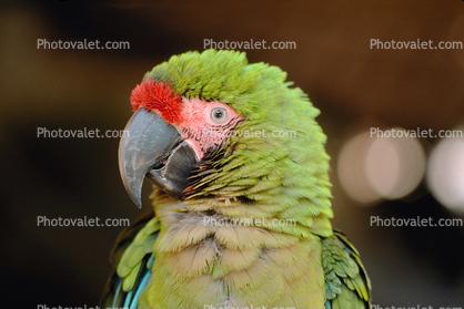 Military Macaw, (Ara militaris), Puerto Vallarta