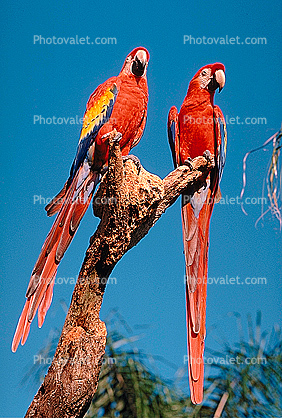Florida, Parrot, Scarlet Macaw, (Ara macao)
