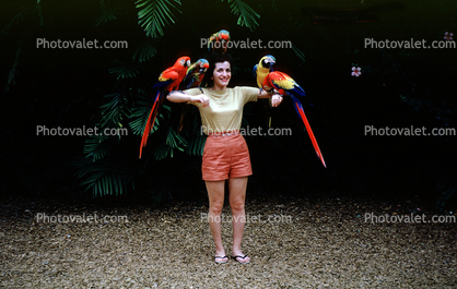 Woman with her parrots, 1950s