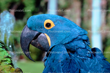 Hyacinth Macaw, (Anodorhynchus hyacinthinus)