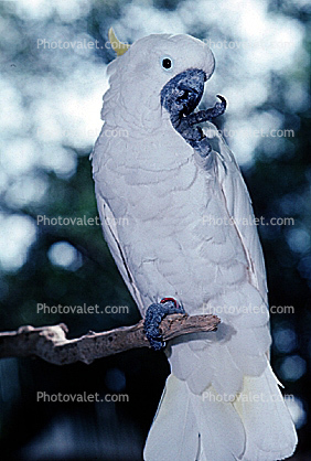 Sulphur Crested Cockatoo, (Cacatua galerita)