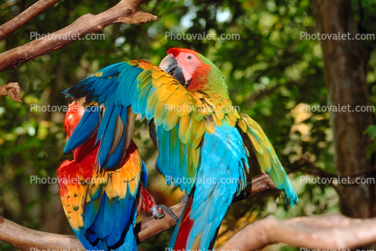 Parrot, Macaw