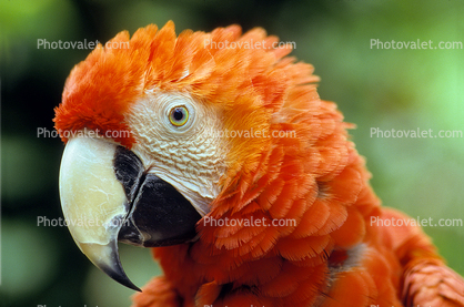 Scarlet Macaw, (Ara macao), Psittacidae, Pointy Beak, Eyes