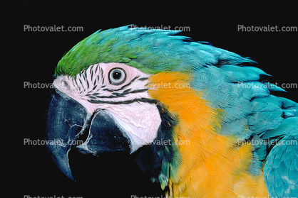 Blue and Gold Macaw, (Ara ararauna), Parrot
