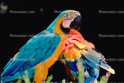 Blue and Gold Macaw, Scarlet Macaw