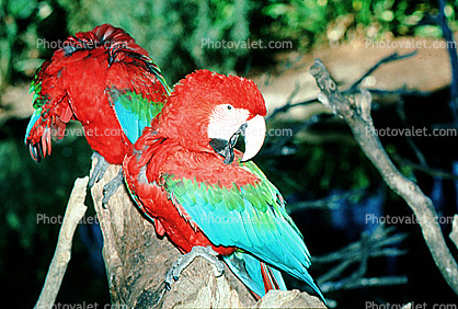 Green-winged Macaw, (Ara chloroptera)