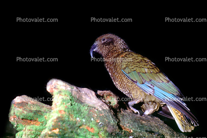 Kea Parrot, New Zealand