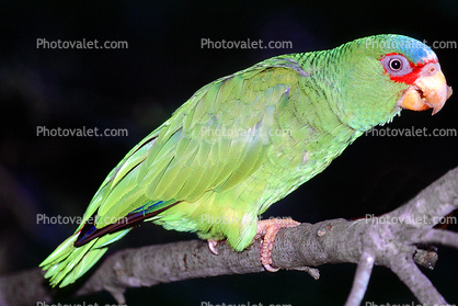 Red - Lored Amazon Parrot, (Amazona autumnalis)
