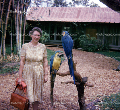 Blue Macaw Parrot, Woman, 1966, 1960s
