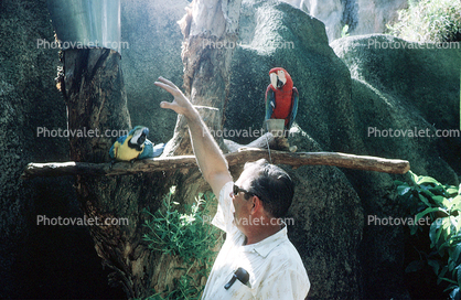 Man, Macaw, Parrot