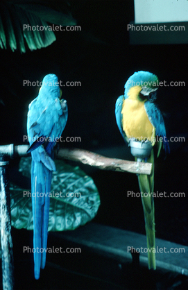 Blue Macaw Parrot
