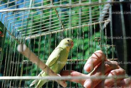 Parakeet in a cage, birdcage