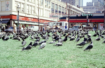 Pigeons, Newberry stores