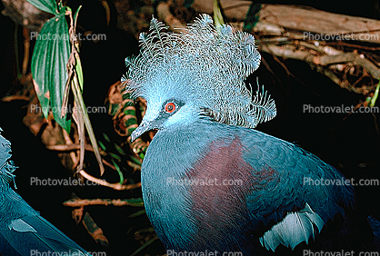 Blue Crowned Pigeon, (Goura cristata), Columbiformes, Columbidae