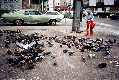 Pigeons, New York City