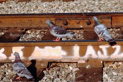 Pigeons on a railroad track