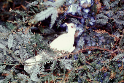 White Dove of Peace, evergreen tree