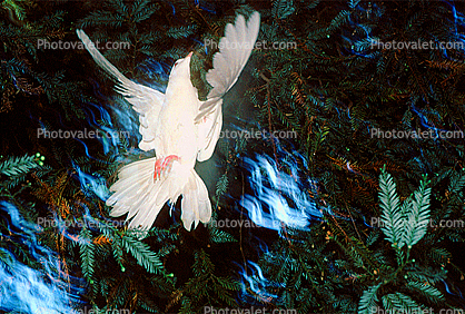 White Dove of Peace, evergreen tree, Equanimity