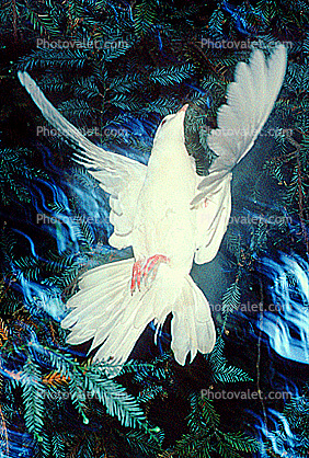 White Dove of Peace, evergreen tree, Equanimity