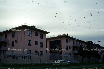 Pigeon, buildings