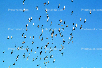 Pigeons, Sausalito, California