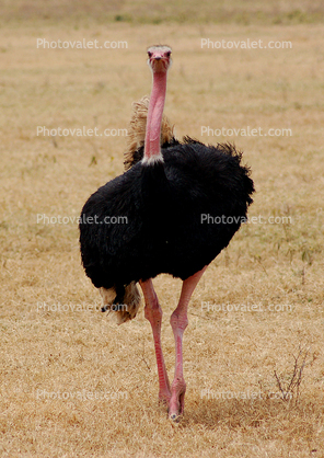 Ostrich, Ngorongoro Crater, Tanzania, wildlife