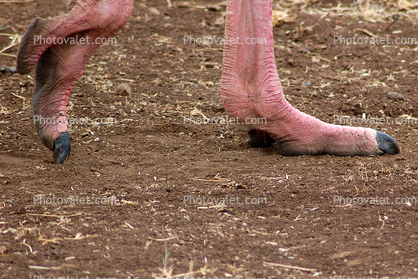 Ostrich Feet, Ngorongoro Crater, Tanzania, Africa, African wildlife