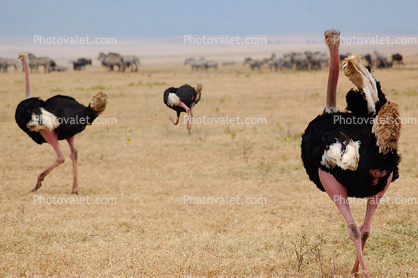 Ostrich, Wildlife, Ngorongoro Crater