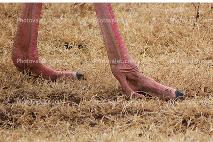 Ostrich Feet, Wildlife, Ngorongoro Crater, Tanzania