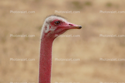 Ostrich Face, Eyes, neck, Wildlife, Ngorongoro Crater, Tanzania