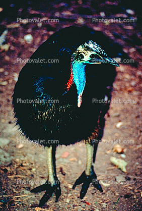 Southern Cassowary, (Casuarius casuarius), Paleognathae, Casuariiformes, Casuariidae