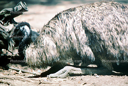 Emu, (Dromaius novaehollandiae), Dromaiidae