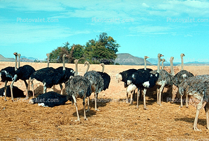 A Flock of Ostriches
