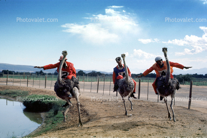 Ostrich Racing, Bareback Riding