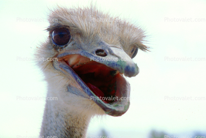 Ostrich face, eyes