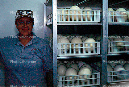 Ostrich Eggs, Incubation, South Africa