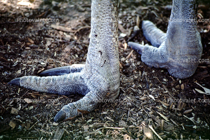 Cassowary Hoofs, Australia