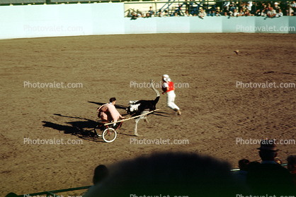Ostrich Chariot Races