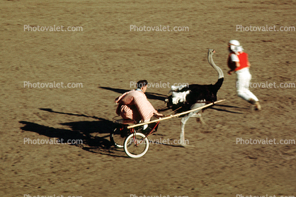 Racing Ostrich Chariot