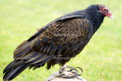 Turkey Vulture, (Cathartes aura)