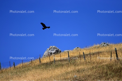 Golden Eagle, Two-Rock, Sonoma County, California, Auila chrysaetos