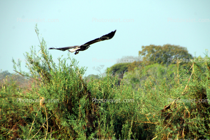 Eagle taking off, Zaire Africa