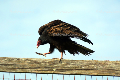 Vulture, Wings