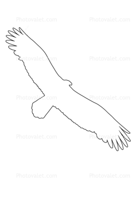 Vulture outline, line drawing, Wings, Flying, Airborne, Flight