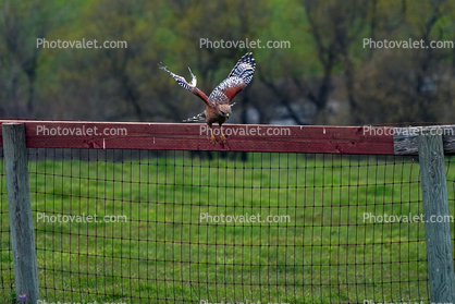 Red-Shouldered Hawk flying, (Buteo lineatus), Accipitriformes, Accipitridae, flight