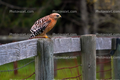 Red-Shouldered Hawk, (Buteo lineatus), Accipitriformes, Accipitridae