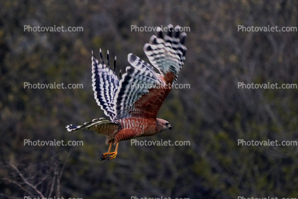 Red-Shouldered Hawk flying, (Buteo lineatus), flight, Accipitriformes, Accipitridae