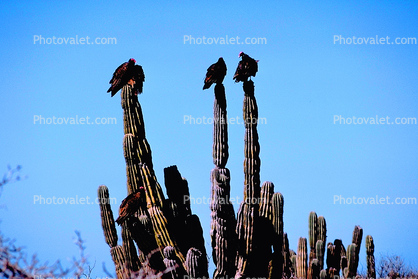 Vultures near Cabo San Lucas, Baja Sur, Mexico