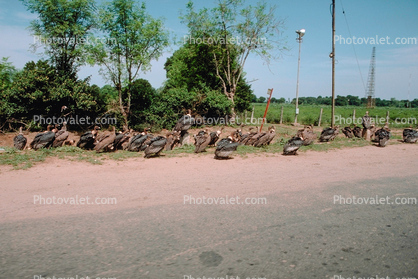 Vultures on the Road