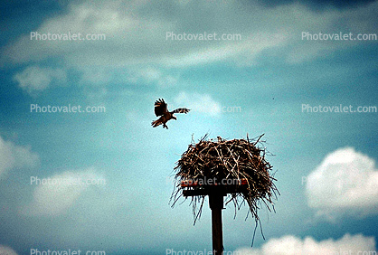 Osprey, Nest, Nesting on a Power Pole